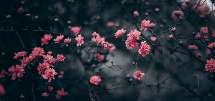 flowers_dark